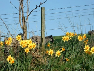 Holiday cottage Jedburgh  44