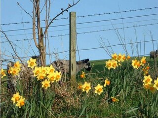 Vakantiehuisje Jedburgh Omgeving 16