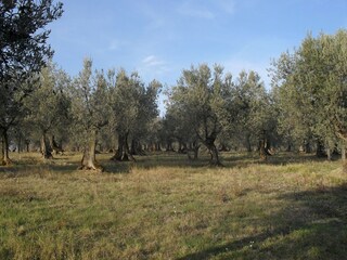 Farmhouse Gualdo Cattaneo Environment 33