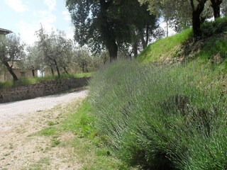 Fattoria Gualdo Cattaneo Ambiente 31