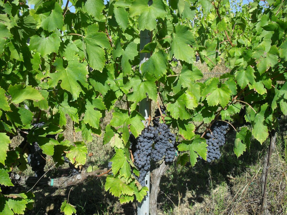 Bauernhof Gualdo Cattaneo Umgebung 28