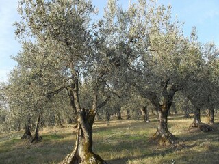 Farmhouse Gualdo Cattaneo Environment 34