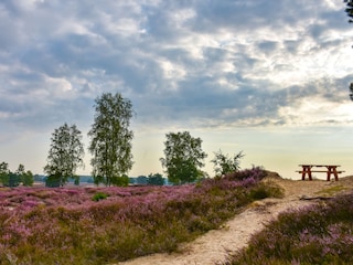 Spaziergang durch die Lüneburger Heide