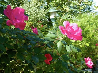 Maison de vacances Barberino di Mugello  30