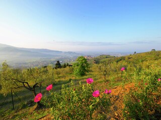 Villa Castiglion Fiorentino Environment 38