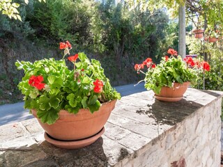 Maison de vacances Rosello  38