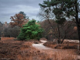 Vakantiehuis Hulshorst Omgeving 34