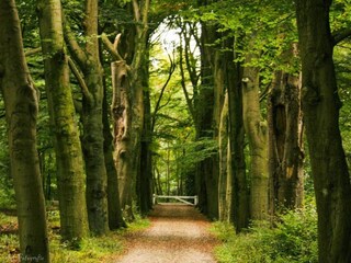 Vakantiehuis Hulshorst Omgeving 28