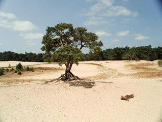 Vakantiehuis Hulshorst Omgeving 37
