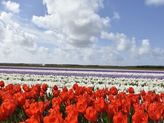 Bungalow Schoorldam Omgeving 29
