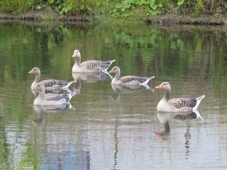 Villa Biddinghuizen Outdoor Recording 9