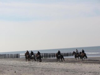Ferienhaus Renesse Umgebung 22