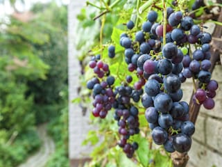 Ferienhaus Kamperland  33