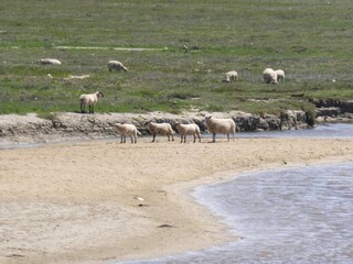 Casa de vacaciones Bricqueville-sur-Mer Entorno 21