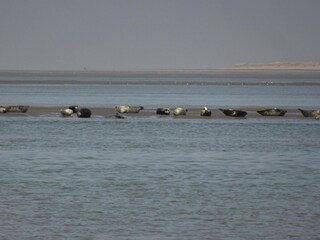 Holiday house Cayeux-sur-Mer Environment 17