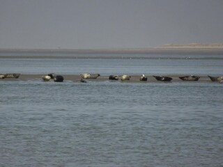 Casa de vacaciones Cayeux-sur-Mer Entorno 20