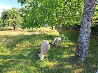 Holiday house Petersbach Outdoor Recording 10
