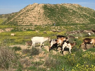 Pure Spain