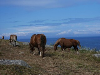 Vakantiehuis Portsall Omgeving 22