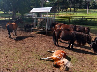 Casa per le vacanze Weberin Ambiente 16