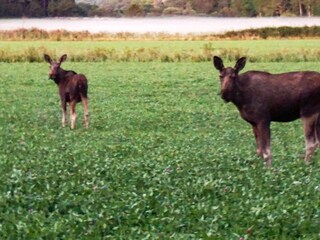 Vakantiehuis Lur  17