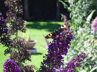 Schmetterlingsflieder  im Garten