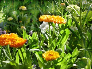 nature