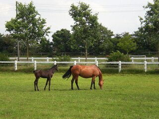 North-Frisian animal world