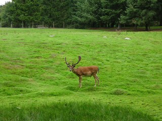 North-Frisian animal world