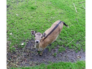 North-Frisian animal world