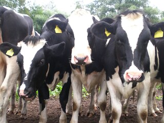 North-Frisian animal world