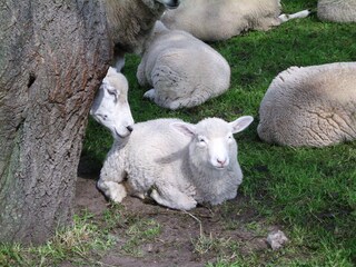 North-Frisian animal world