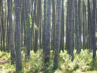 Holiday house Moliets-Plage Environment 25