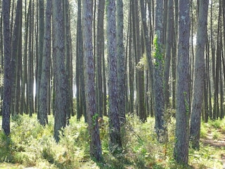 Holiday house Moliets-Plage Environment 27