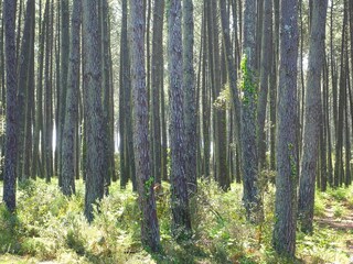 Vakantiehuis Moliets-Plage Omgeving 24