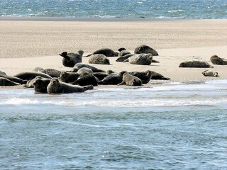 Seehunde machen auf der Sandbank "Urlaub"