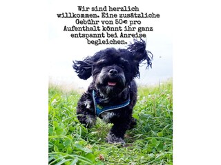 Hunde (max. 2) erlaubt