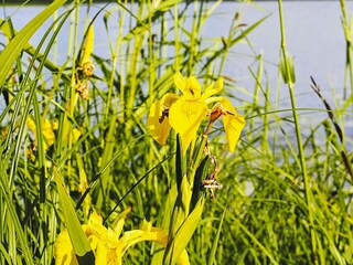 Vakantiehuis Undenäs  9