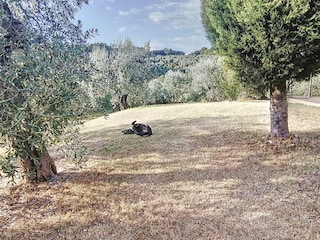 Vakantiehuis Santa Luce Buitenaudio-opname 15