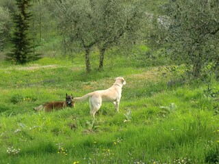 Vakantiehuis Santa Luce Omgeving 36