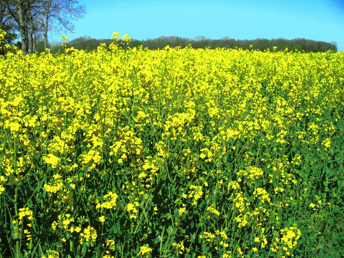 Rapsblüte, soweit das Auge reicht