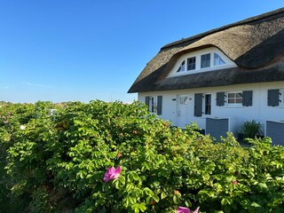 Ferienhaus Zierow Außenaufnahme 5