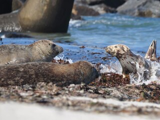 Robben auf Helgoland