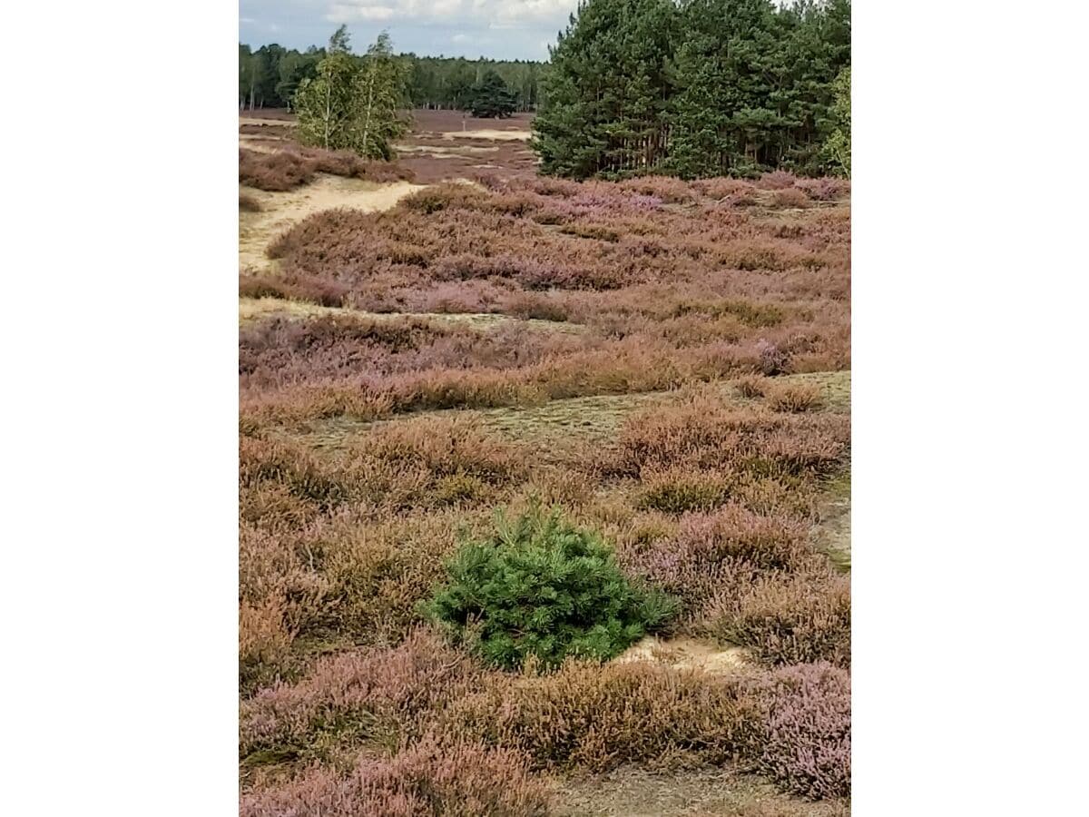 Ein Ausflug zur heimatlichen Heide