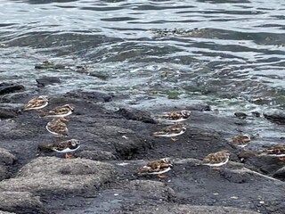 Maison de vacances Sint-Maartensdijk Environnement 24