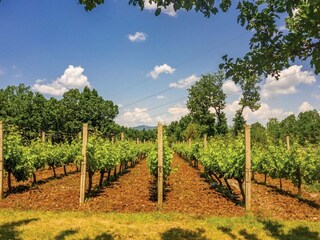 Villa Glavina Gornja Registrazione all'aperto 13