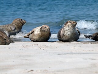 Seehunde am Strand