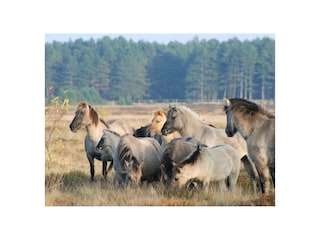 Ferienwohnung Duhnen Außenaufnahme 17