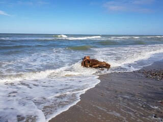 Holiday house Skagen  15