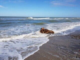 Ferienhaus Skagen  14